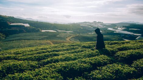 La ce se referă termenul Fairtrade când vine vorba despre ceaiuri și de ce ar trebui să alegi unul din această categorie
