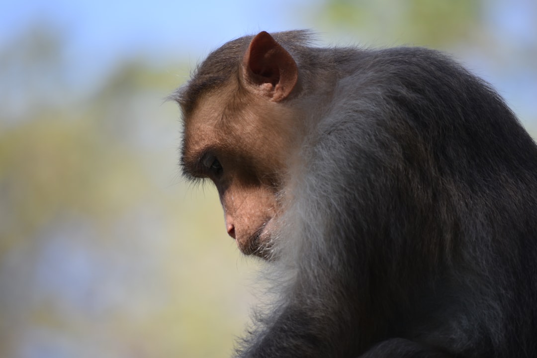 Photo Wildlife photography
