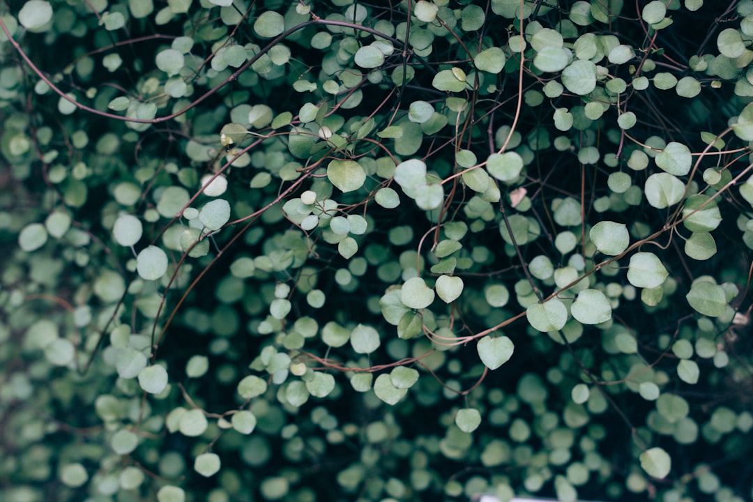 Photo Vertical garden
