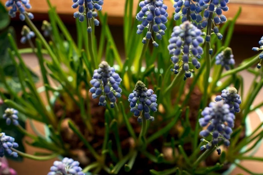 Photo "Spring garden guide: What plants to add to your garden for the warm season"