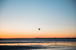 Photo Flying birds