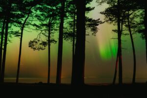 Photo dreams with forests