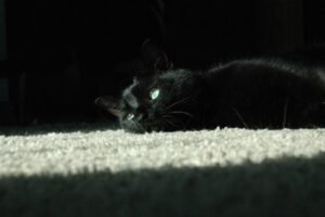 Photo possessed