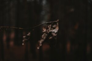 Photo blesteme vechi