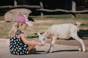 Photo dreams with animals