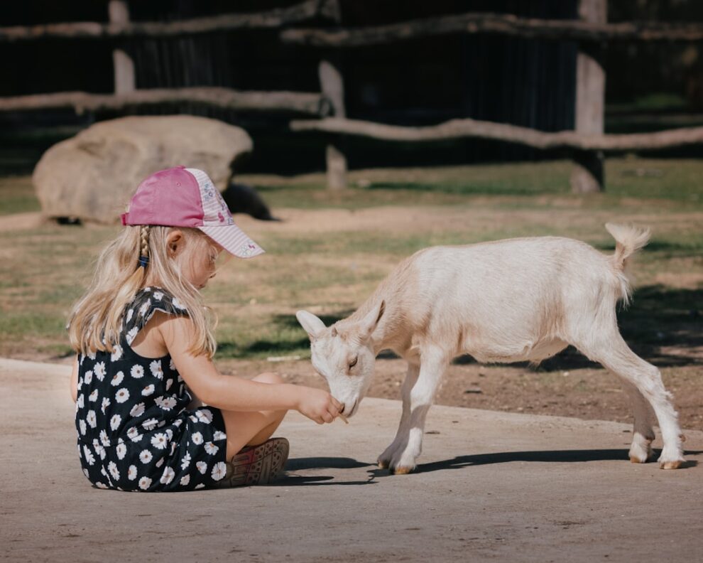 Photo dreams with animals