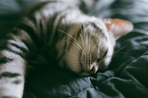 Photo dreams with cats