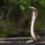 Photo snake