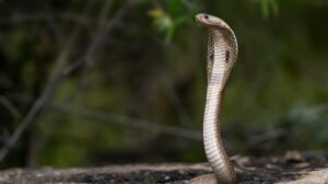 Photo snake