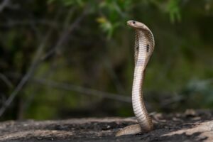 Photo snake