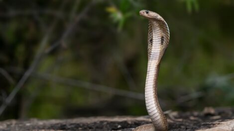 Photo snake