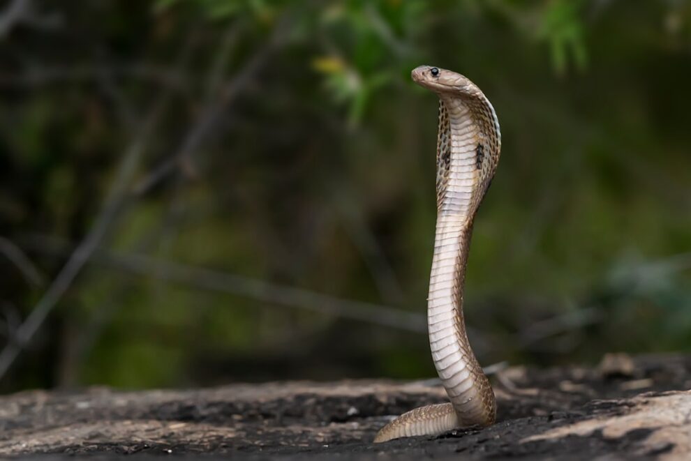 Photo snake