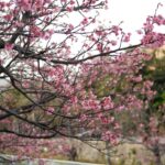 Photo cultural events