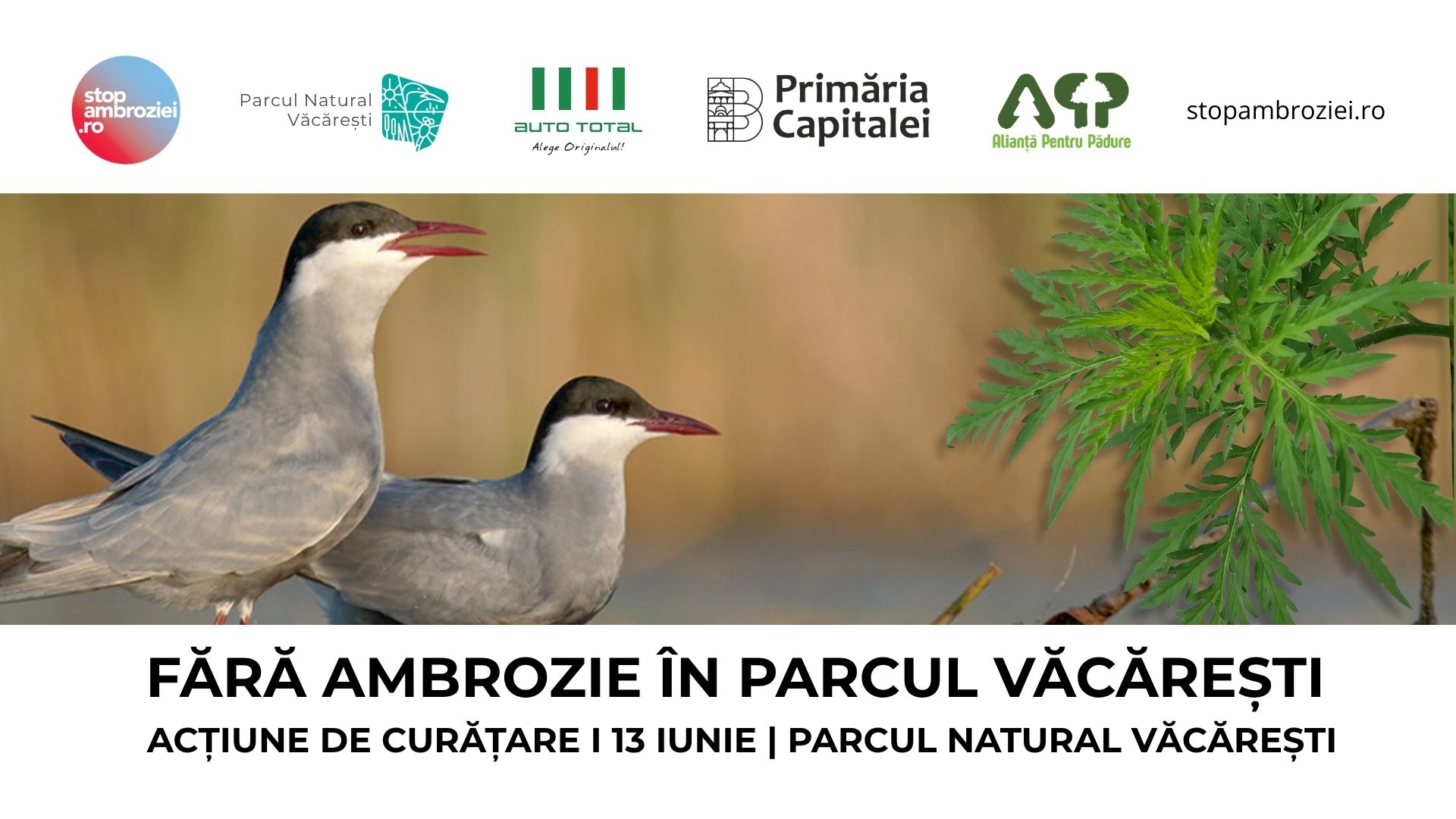 ambrozia_trebuie_smuls_acum_apel_la_voluntari_pentru_aciune_de_curare_n_parcul_natural_vcreti