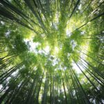 Photo sustainability