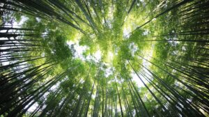 Photo sustainability