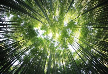 Photo sustainability