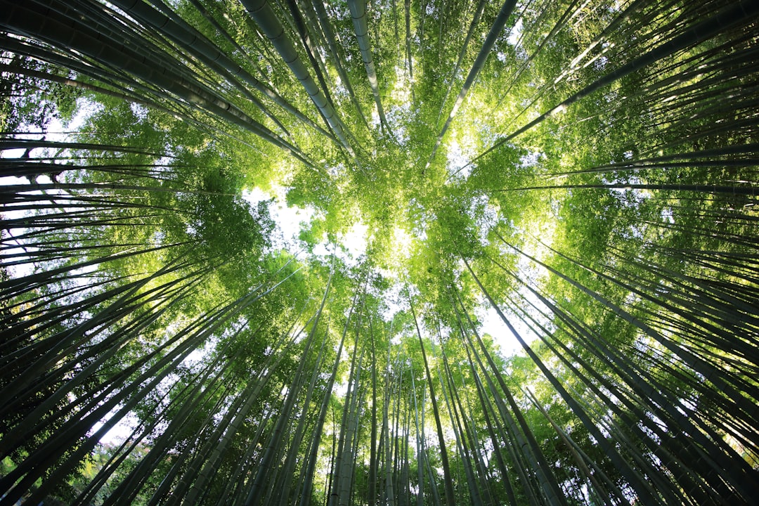 Photo sustainability