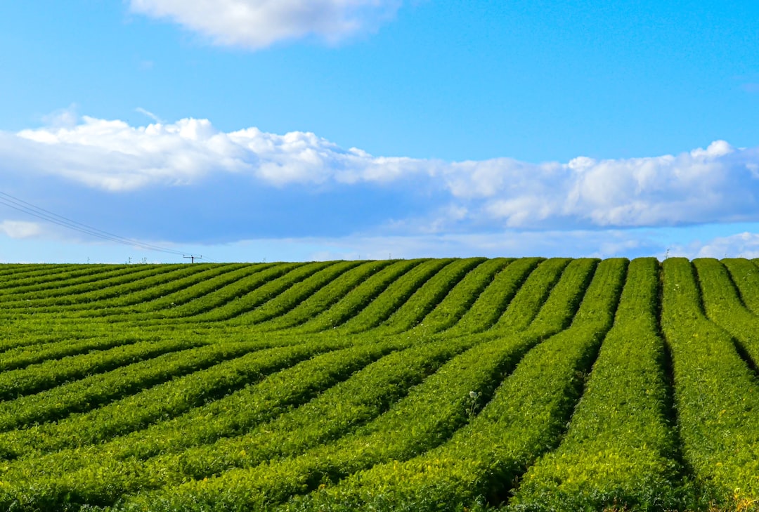 Photo agricultura romaneasca