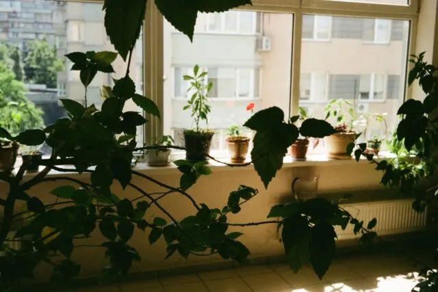 Cum alegi plantele potrivite pentru interior in functie de lumina din camera