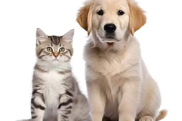 Primele saptamani cu un animal adoptat